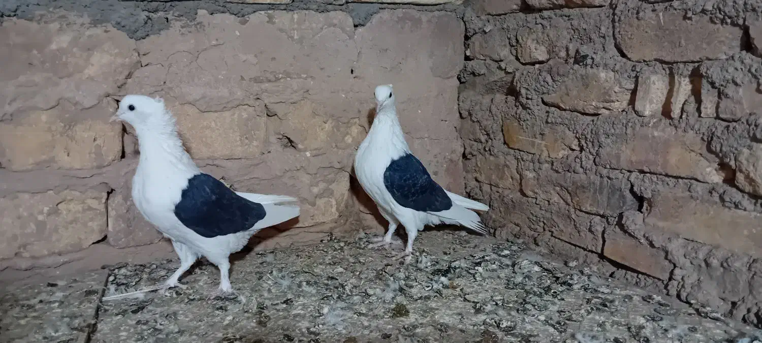 دوکت|پرنده|اشکذر, |دیوار