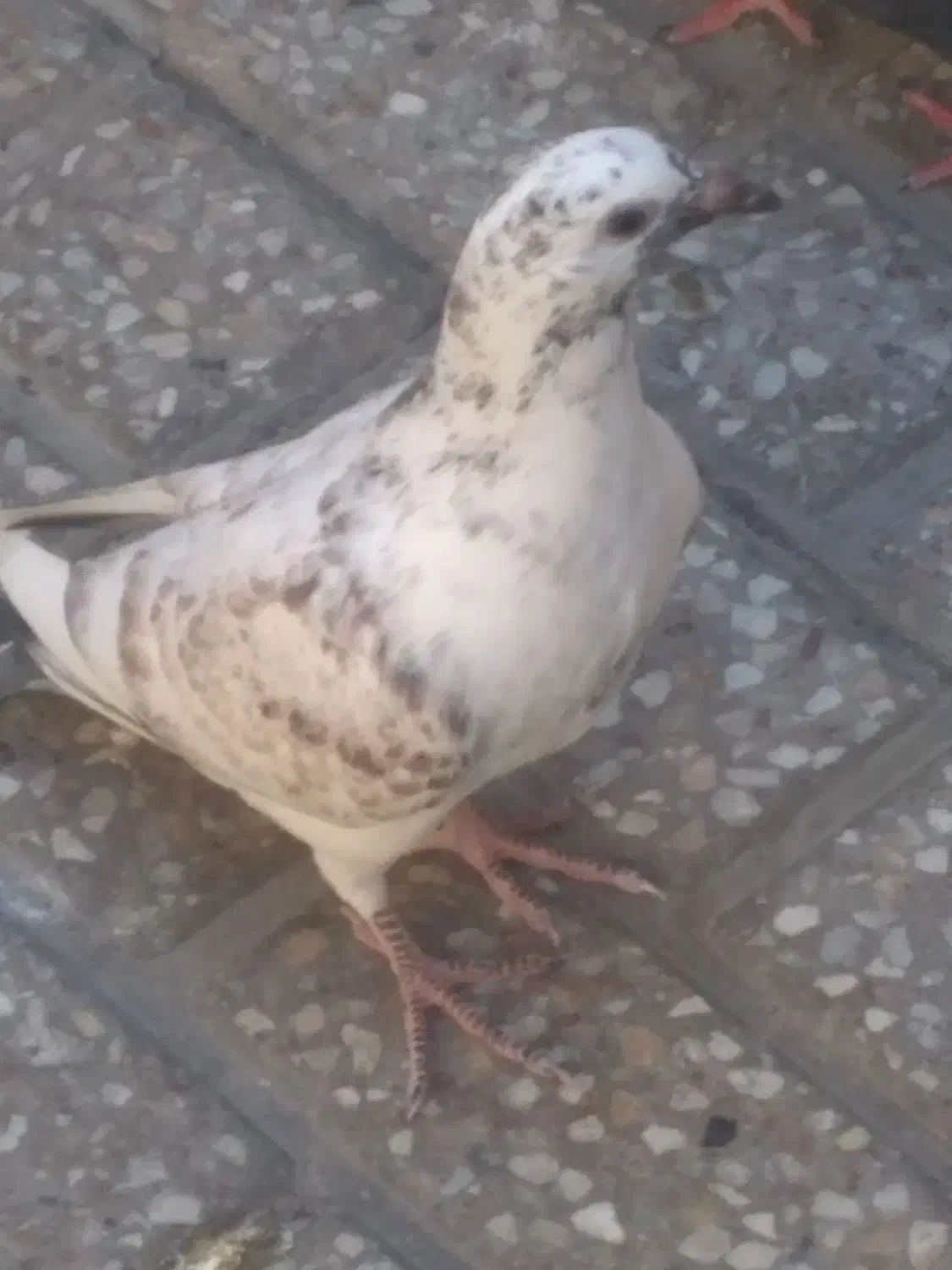 جوجه‌کفتر|پرنده|مشهد, نیزه|دیوار