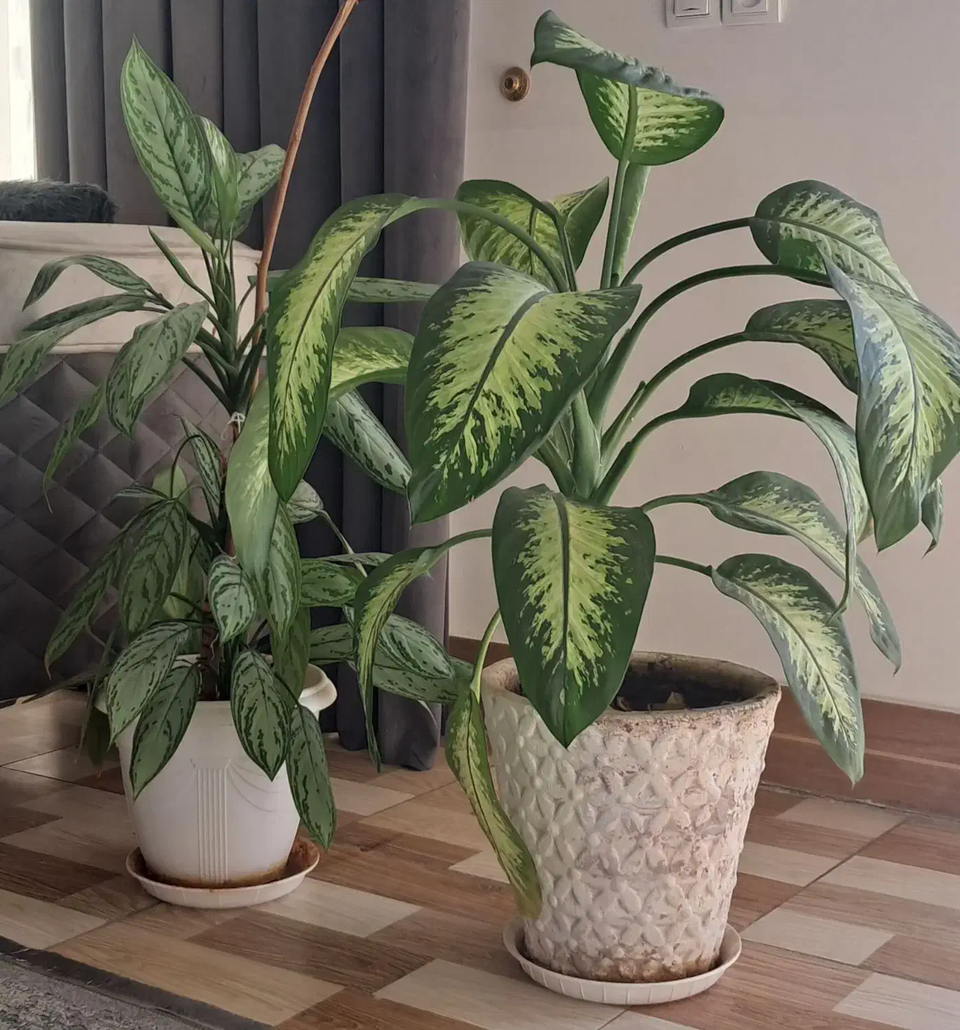 فروش چند عدد گل|گل و گیاه طبیعی|داراب, |دیوار