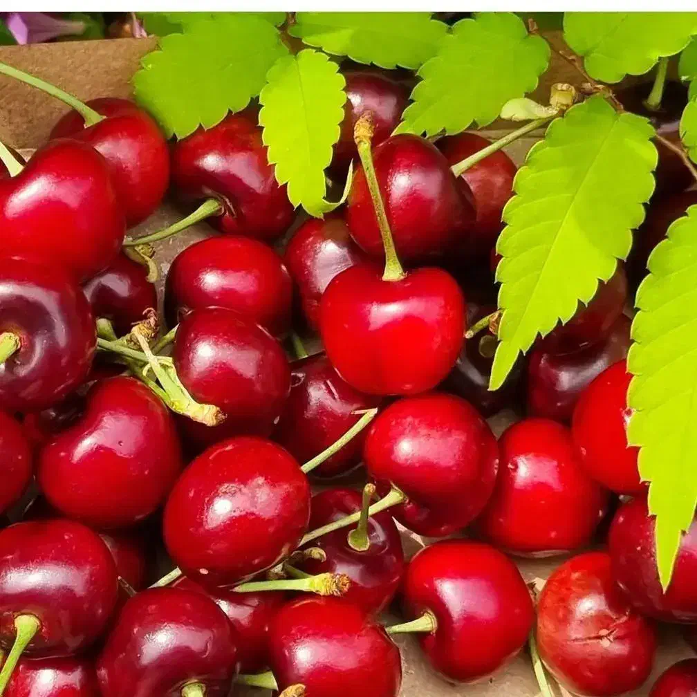 نهال آلبالو پربار و ۲ ساله|گل و گیاه طبیعی|آستارا, |دیوار