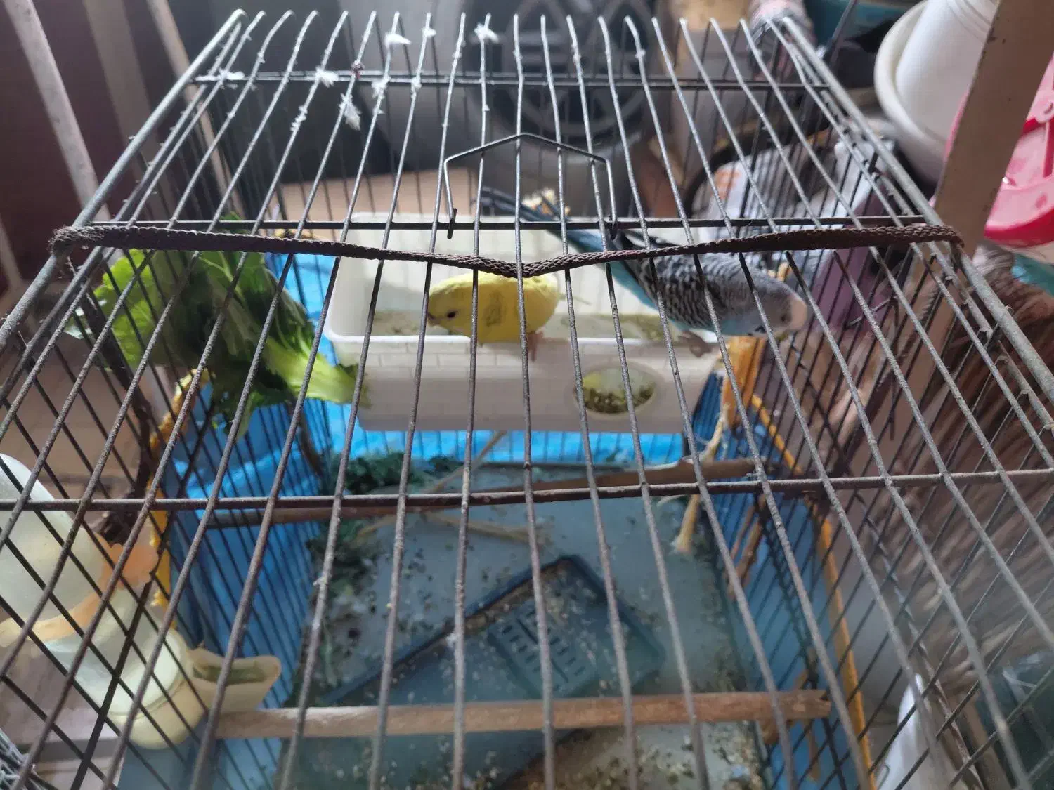 مرغ عشق|پرنده|تهران, قصر فیروزه ۱|دیوار