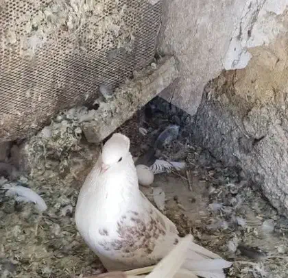 گمشده|حیوانات|اسلام‌‌آباد غرب, |دیوار