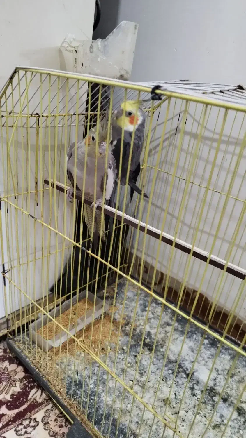 عروس هلندی|پرنده|طرقبه, |دیوار