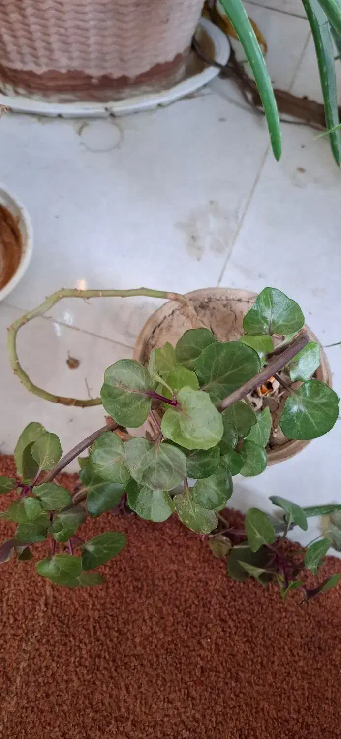 به پاس شب یلدا ۱۲ عدد گل طبیعی دو میلیون|گل و گیاه طبیعی|اصفهان, منتظرالمهدی|دیوار