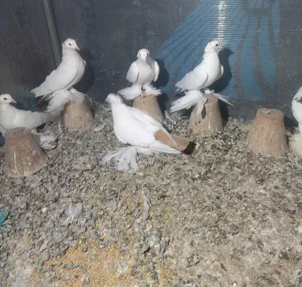 کبوتر|پرنده|تبریز, |دیوار