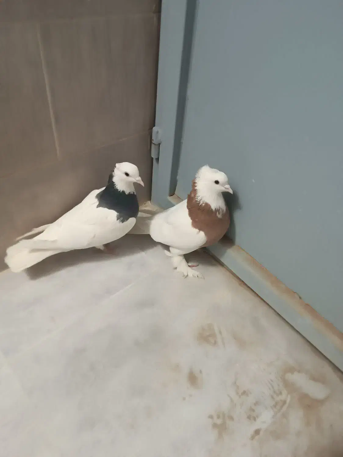 کبوتر|پرنده|بم, |دیوار