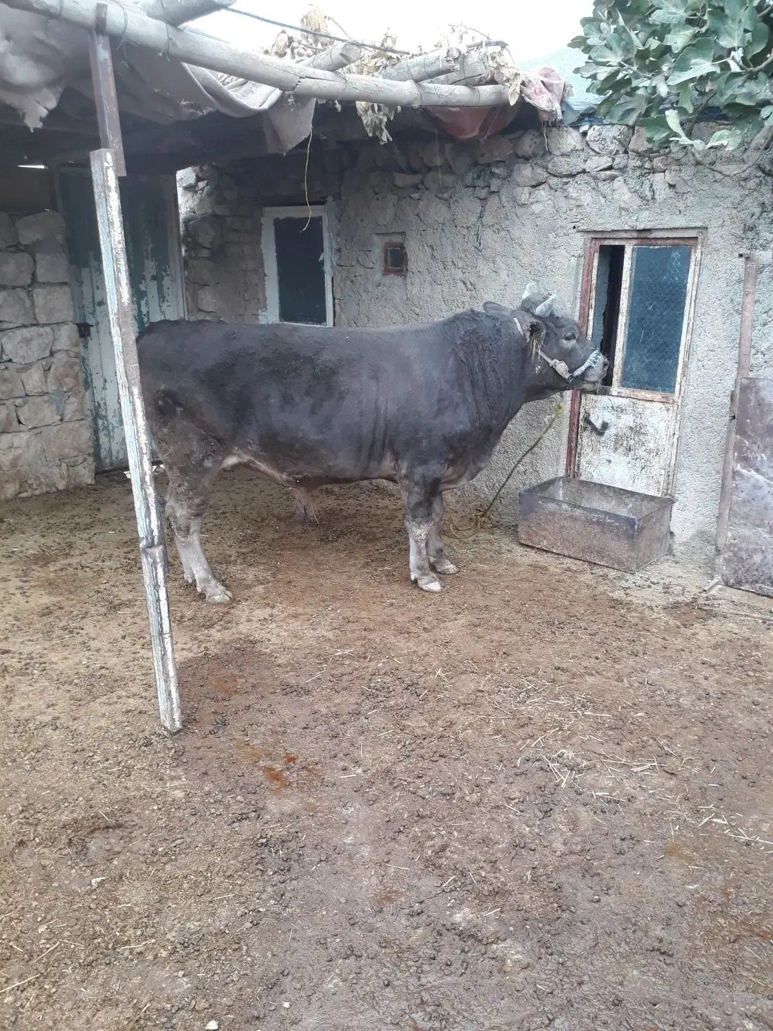گوساله|حیوانات مزرعه|طرهان, |دیوار