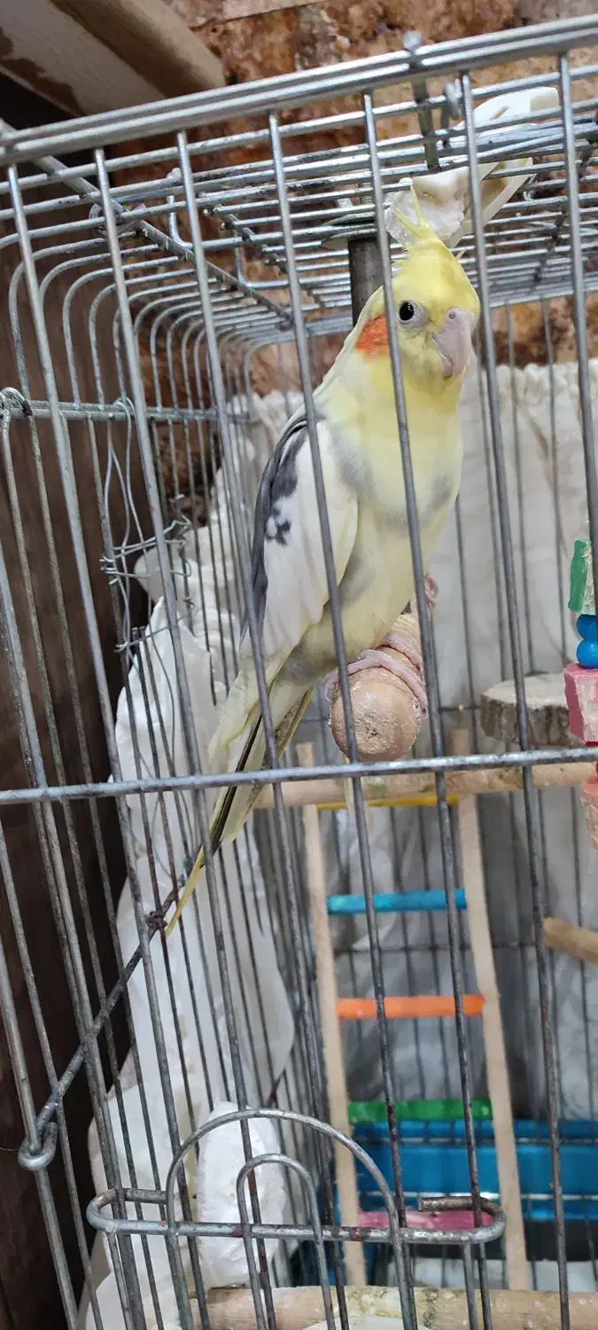 عروس هلندی جفت نر و ماده|پرنده|بندر انزلی, نیمه شعبان|دیوار