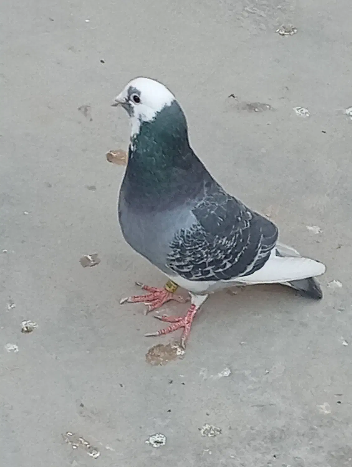 پرمرغ|خوردنی و آشامیدنی|زابل, |دیوار