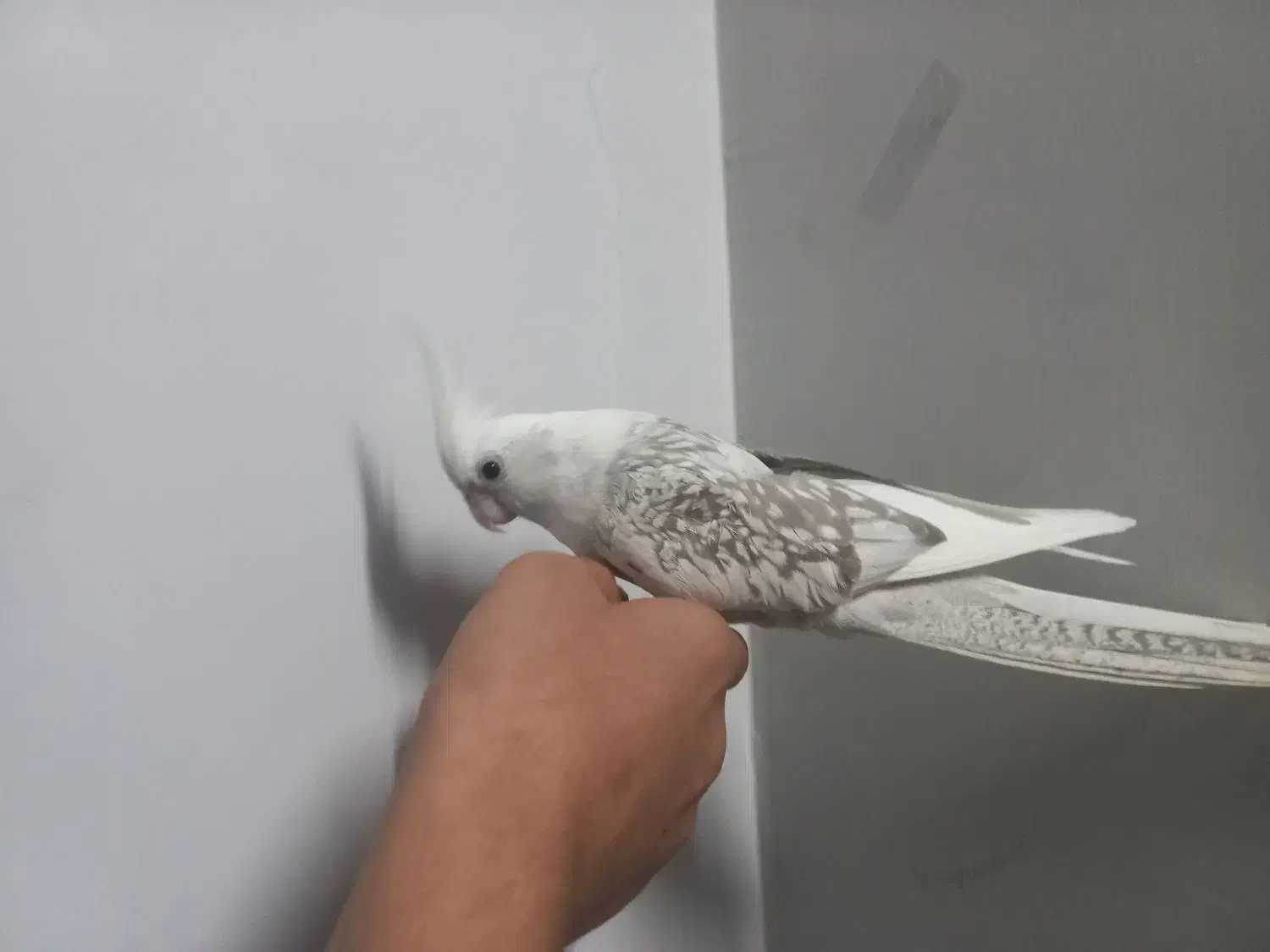 عروس هلندی|پرنده|آشخانه, |دیوار