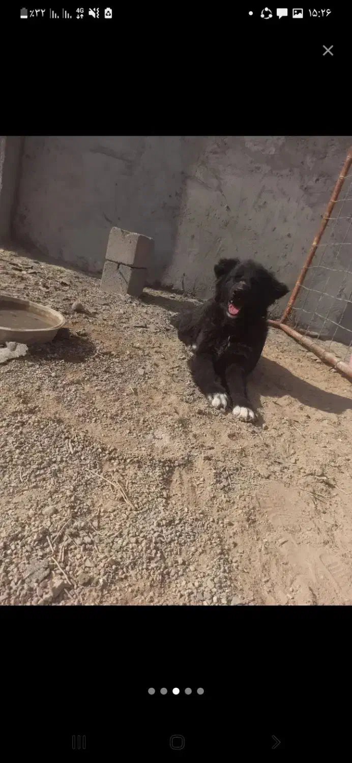 واگذاری توله نرقدرجونی|سگ|جرقویه, |دیوار