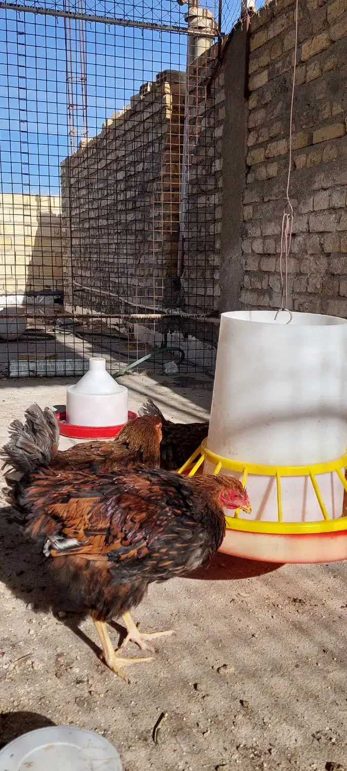 ویاندونت|حیوانات مزرعه|یزد, |دیوار