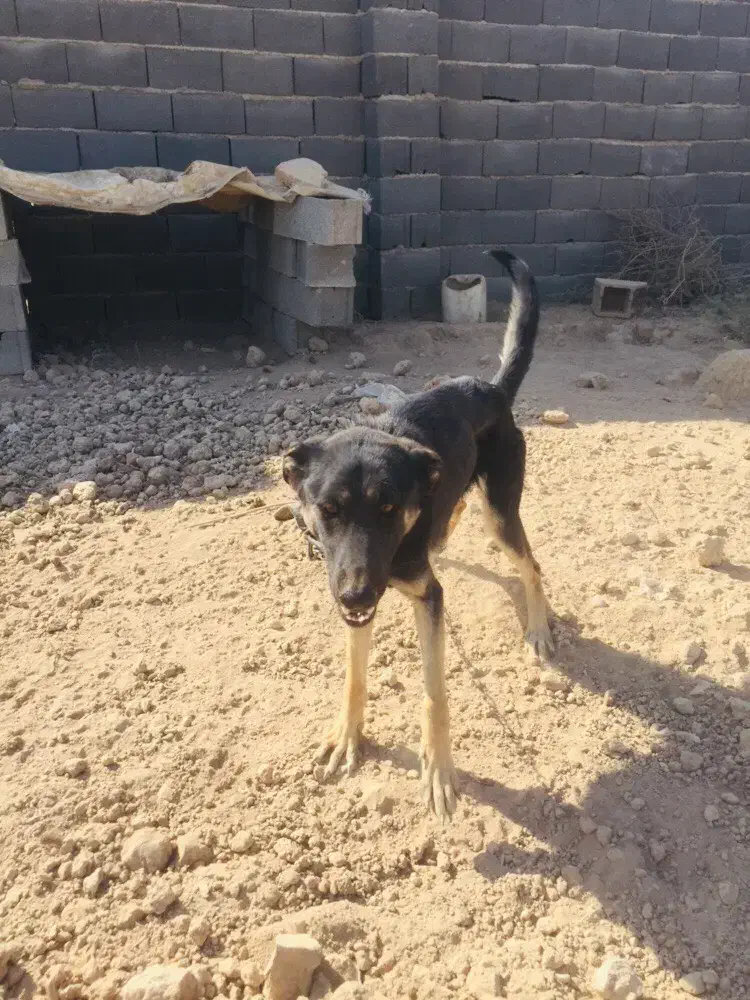 سگ ژر من|سگ|ورامین, ورامین|دیوار