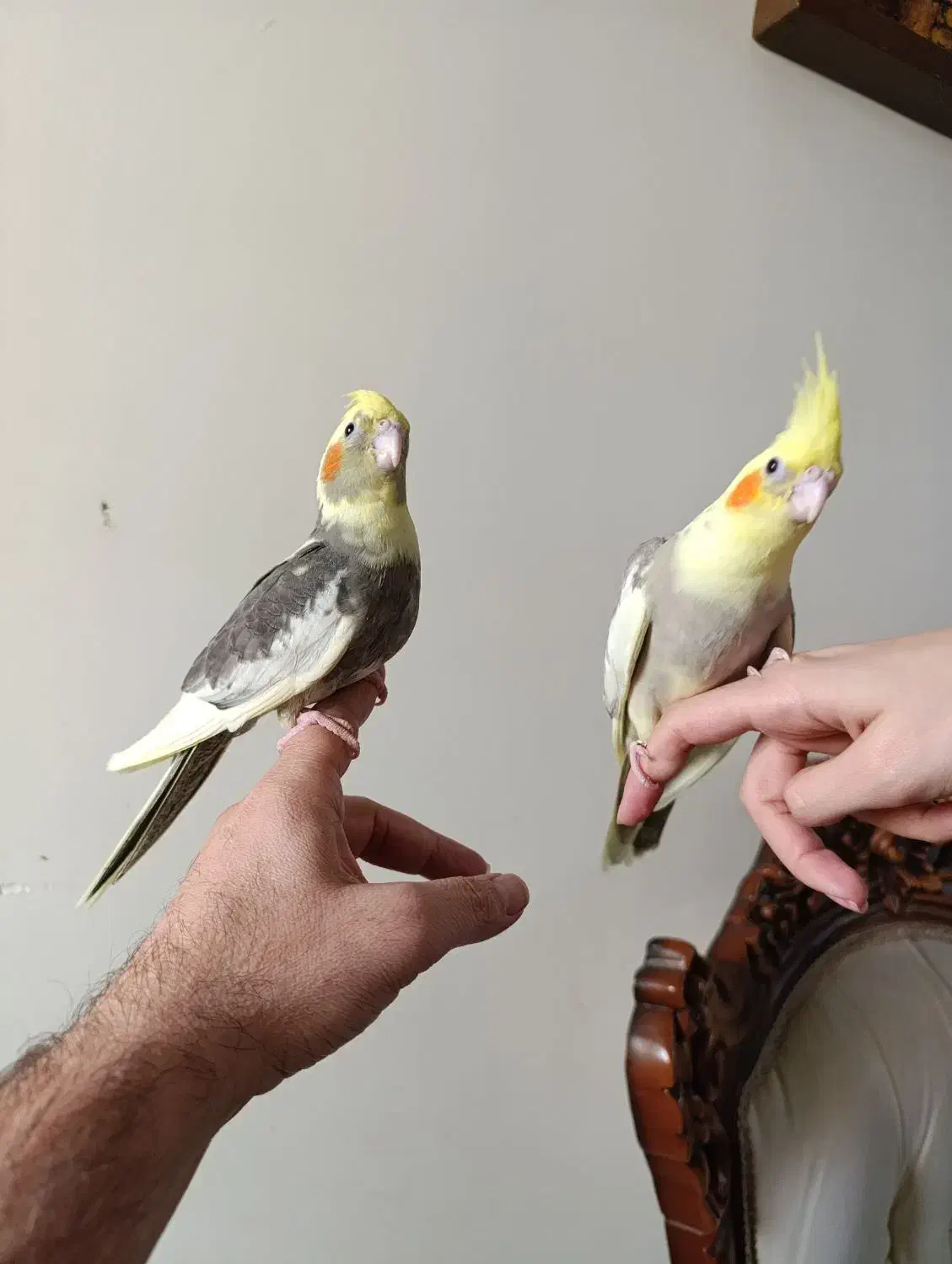 جوجه عروس هلندی|پرنده|محمدشهر, شهرک پیام (مهرالبرز)|دیوار