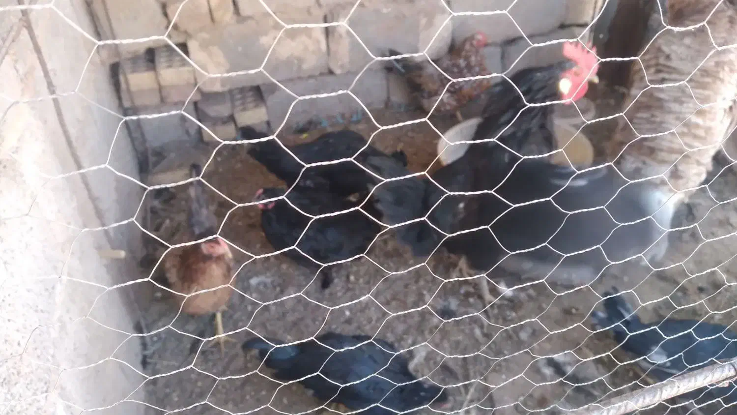 مرغ گلین و جوجه و بوقلمون|حیوانات مزرعه|رفسنجان, |دیوار