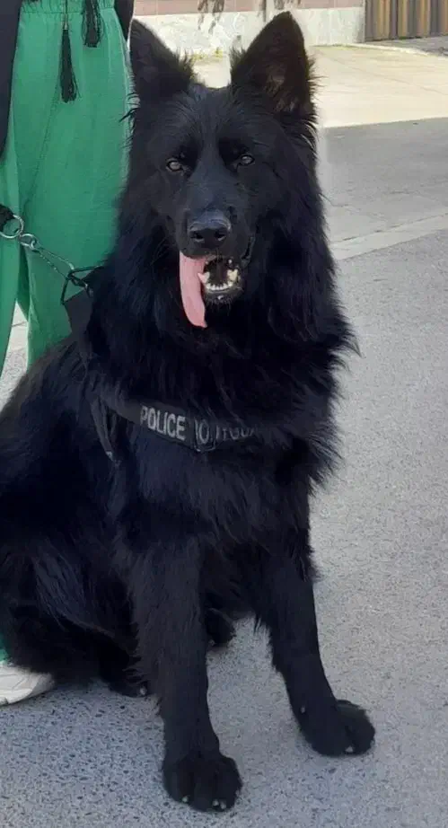 سگ ژرمن|سگ|سمنان, |دیوار