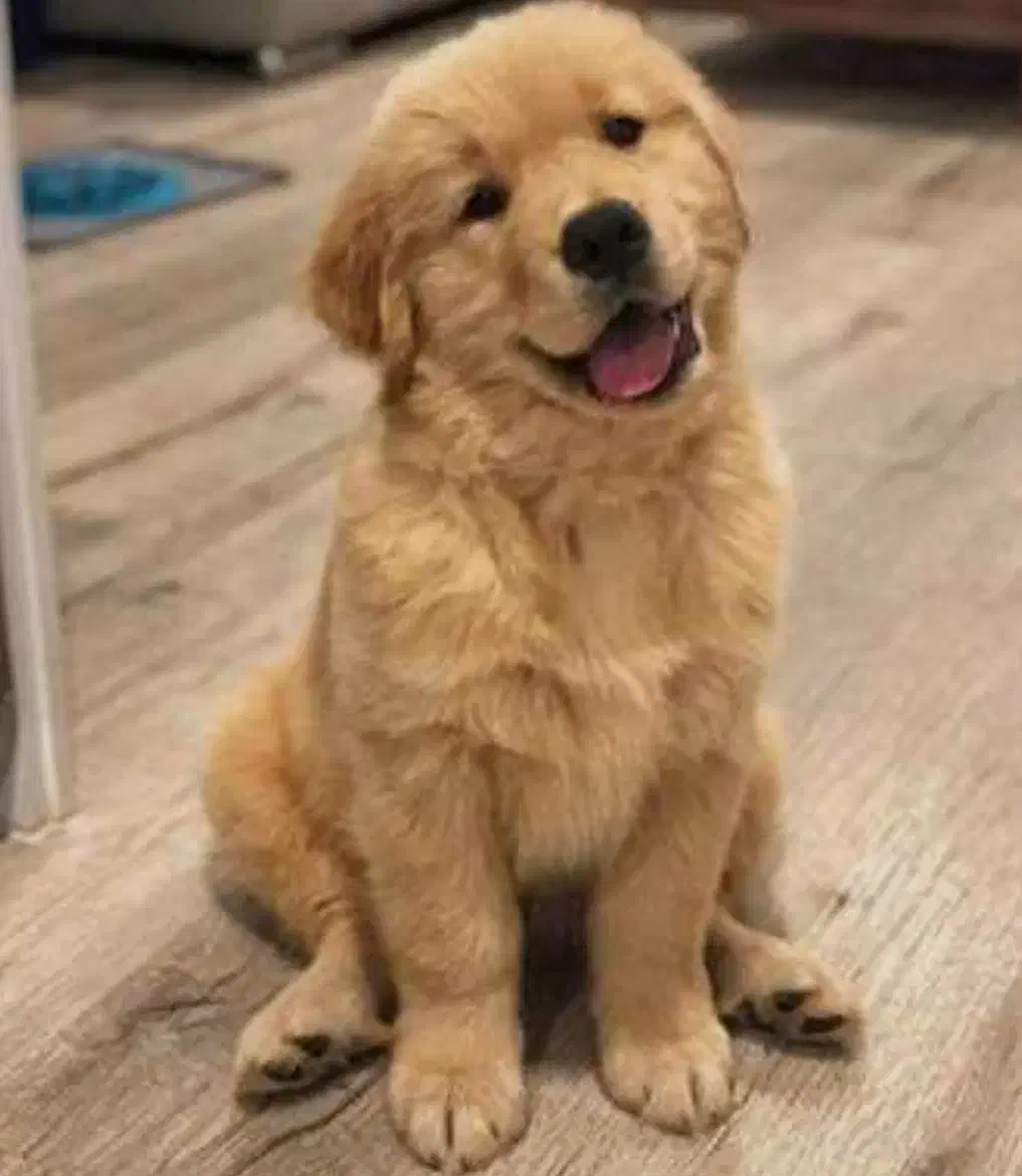 گلدن رتریور|سگ|کرج, فاز ۱ مهرشهر|دیوار