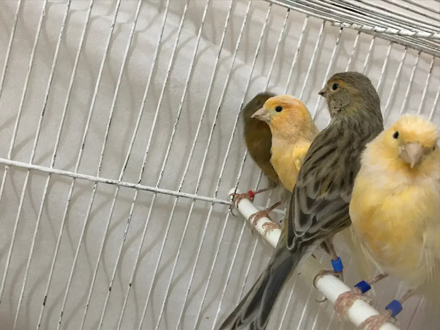 ۱۱عدد قناری|پرنده|بیرجند, |دیوار