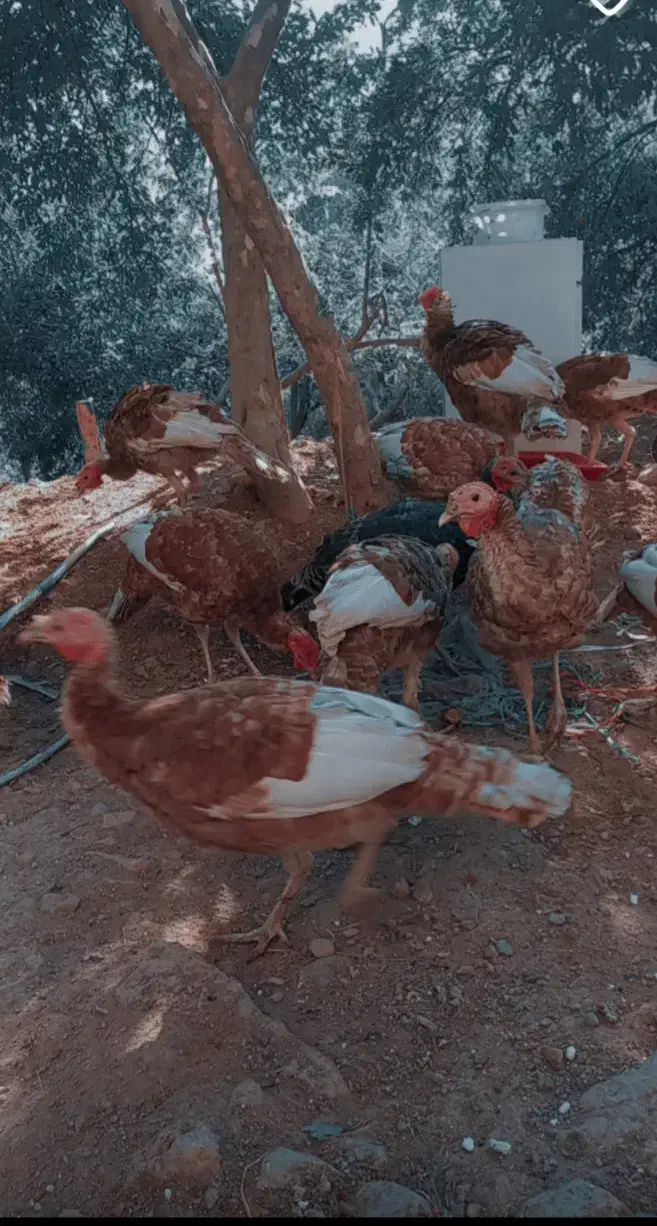 بوقلمون ۶ماهه|حیوانات مزرعه|اورامان, |دیوار