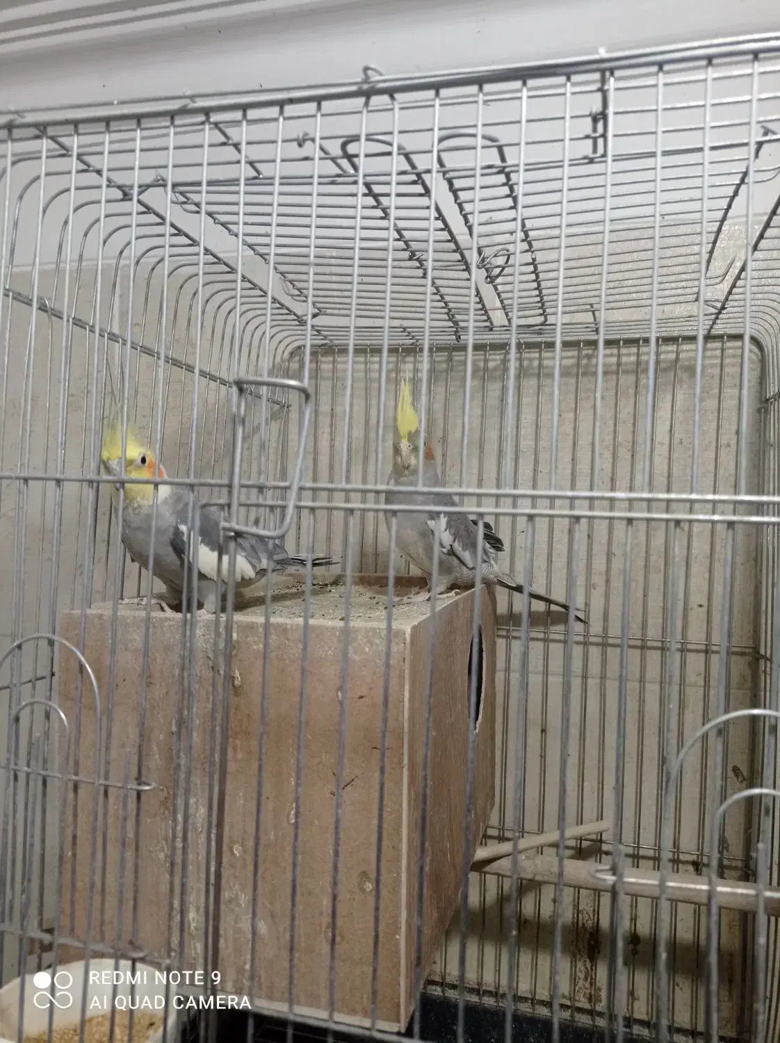 عروس هلندی|پرنده|یزد, |دیوار