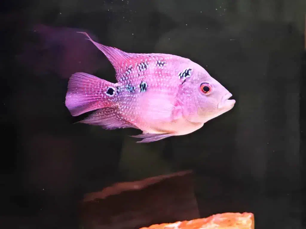 ماهی فلاور ماده مولد|ماهی|شیراز, شاه قلی بیگی|دیوار