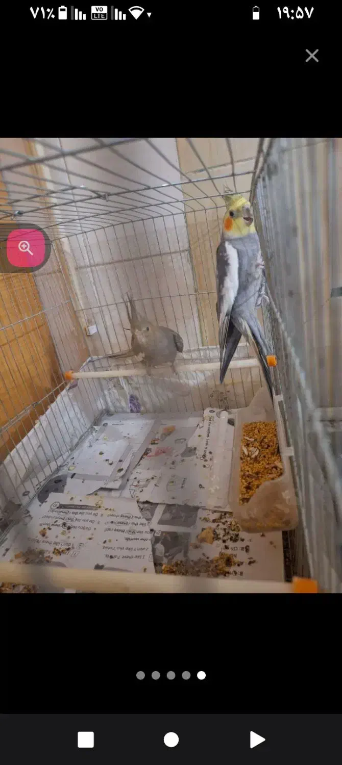 فروش۲عروس هلندی|پرنده|جیرفت, |دیوار