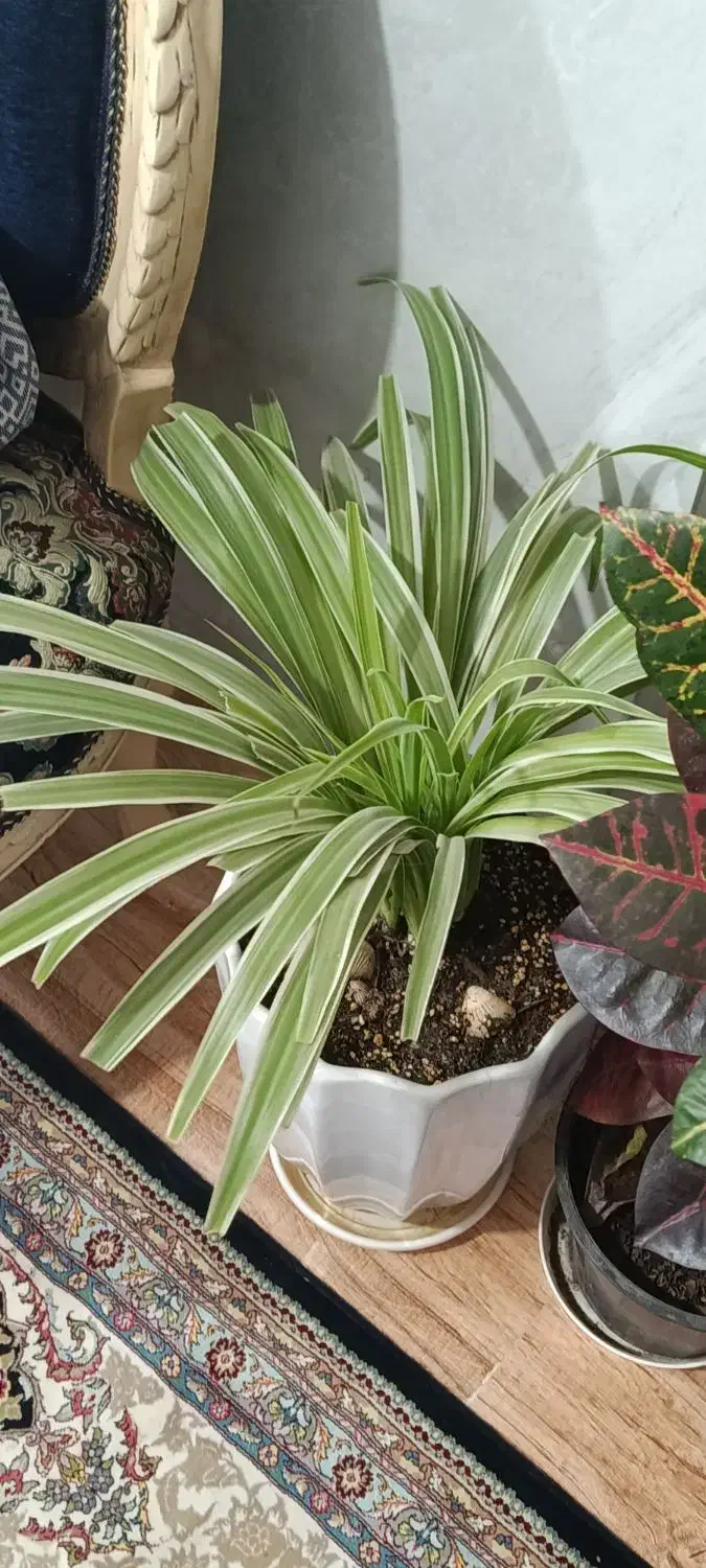 گل های آپارتمانی زیبا|گل و گیاه طبیعی|پاکدشت, پاکدشت (مامازند)|دیوار