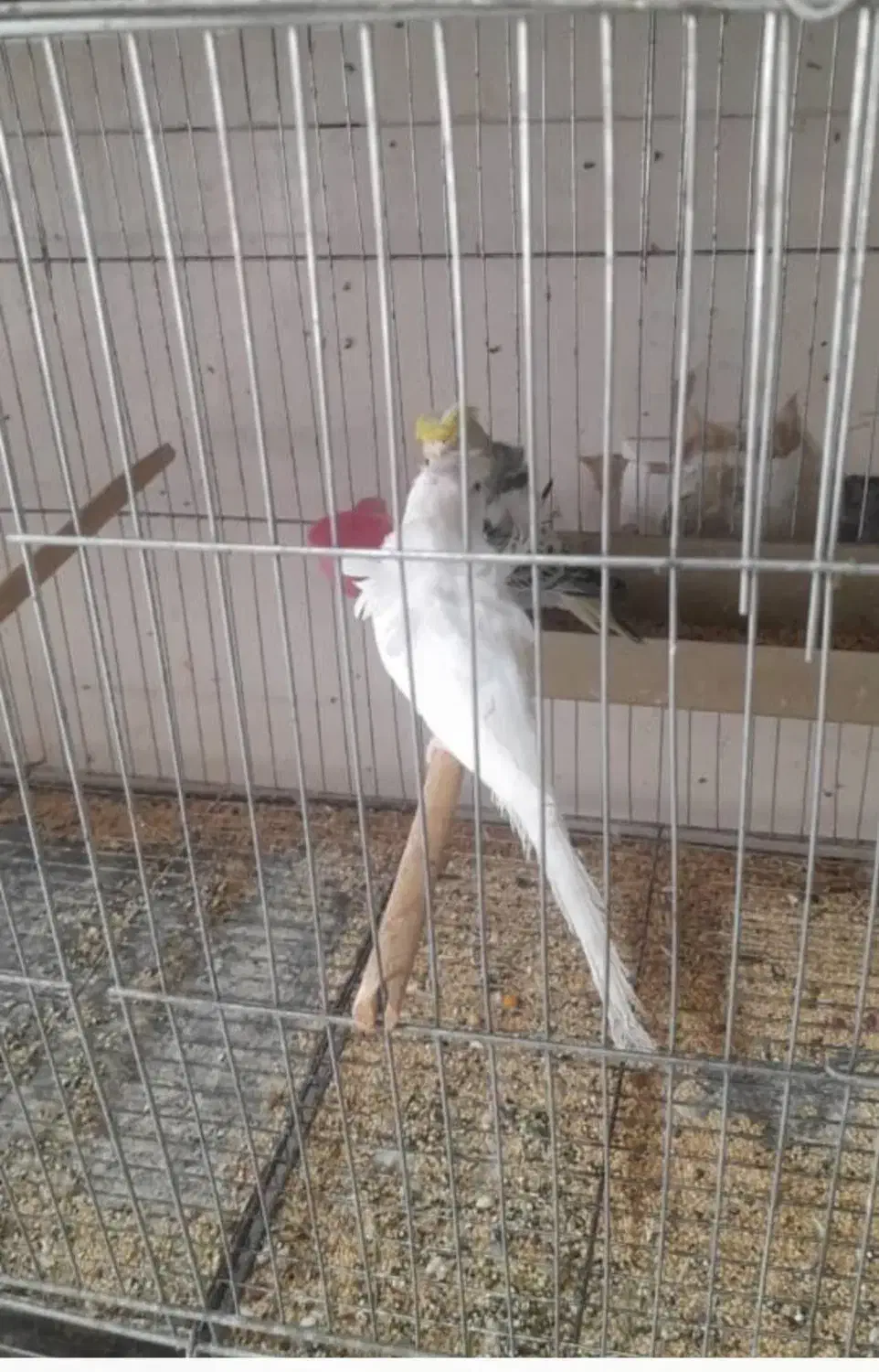 جفت پروانه ای|پرنده|شمیل, |دیوار