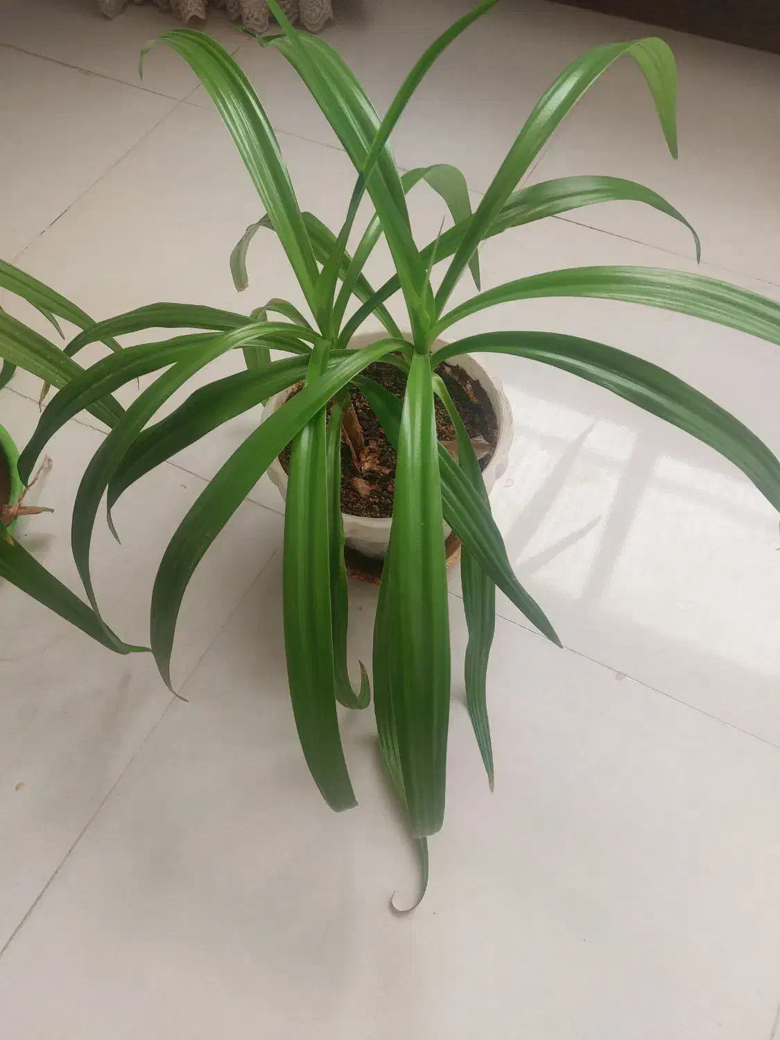 فروش گل اشکه ملکه|گل و گیاه طبیعی|اصفهان, بهارستان|دیوار