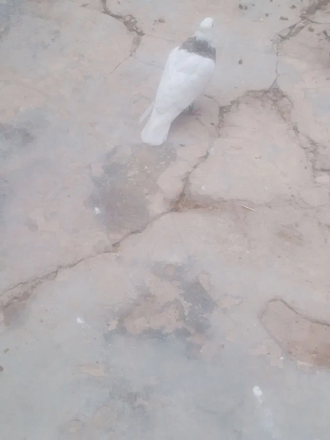 طوقی|پرنده|مسجد سلیمان, |دیوار