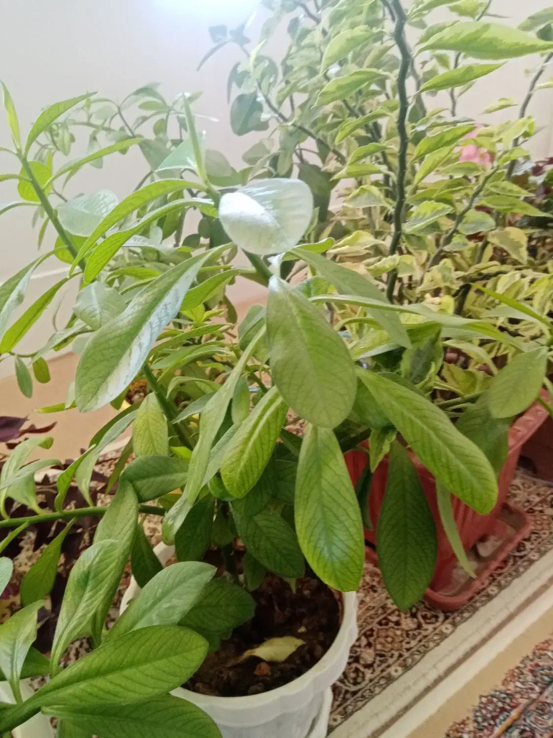 گل های طبیعی|گل و گیاه طبیعی|سردشت, |دیوار