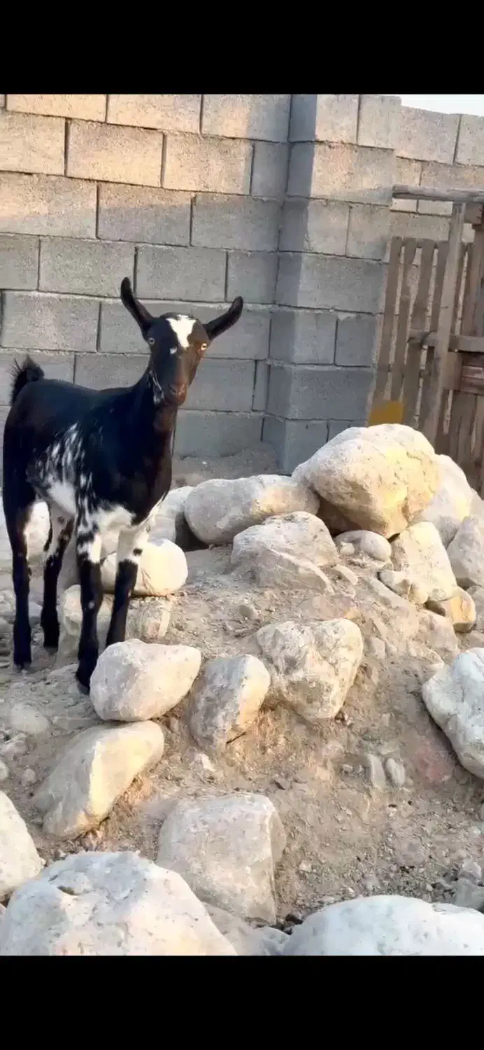 گل خاص|حیوانات مزرعه|نیشابور, ریوند|دیوار