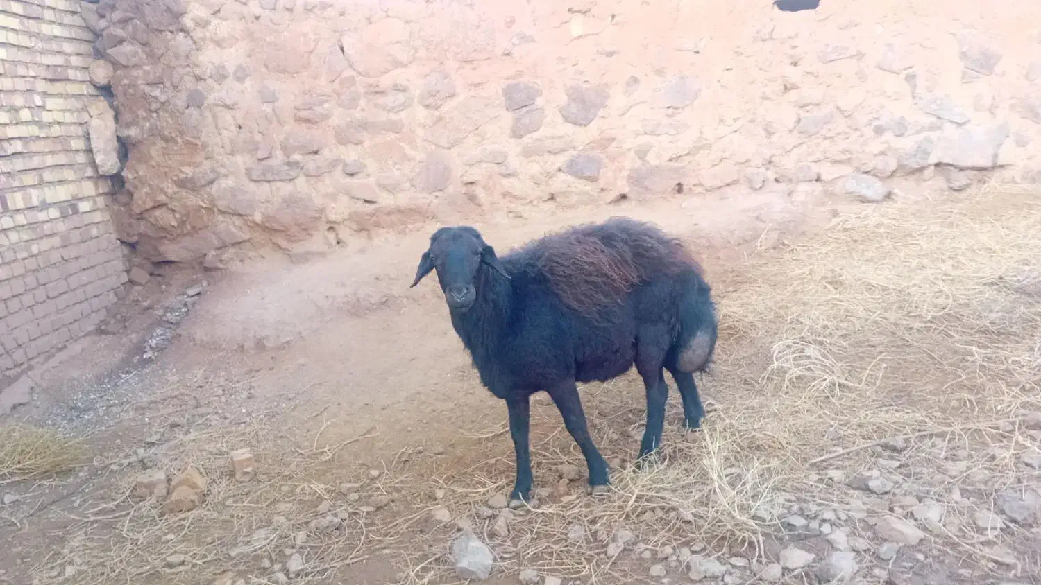 یک راس قوچ|حیوانات مزرعه|مشکان, |دیوار
