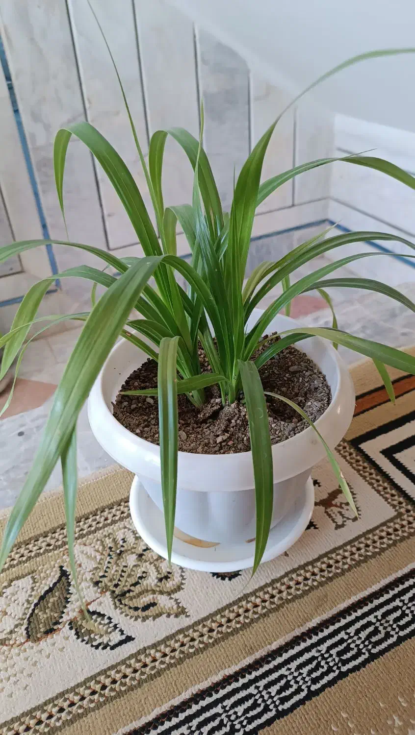 گل طبیعی|گل و گیاه طبیعی|فردوس (خراسان), |دیوار