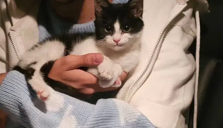 گربه|گربه|کرمان, |دیوار