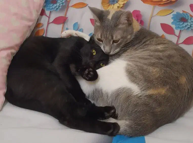 واگذاری گربه|گربه|بندر انزلی, شیلات|دیوار