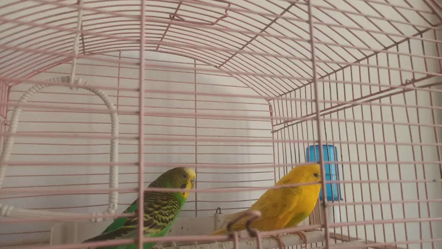 مرغ عشق|پرنده|ملارد, |دیوار