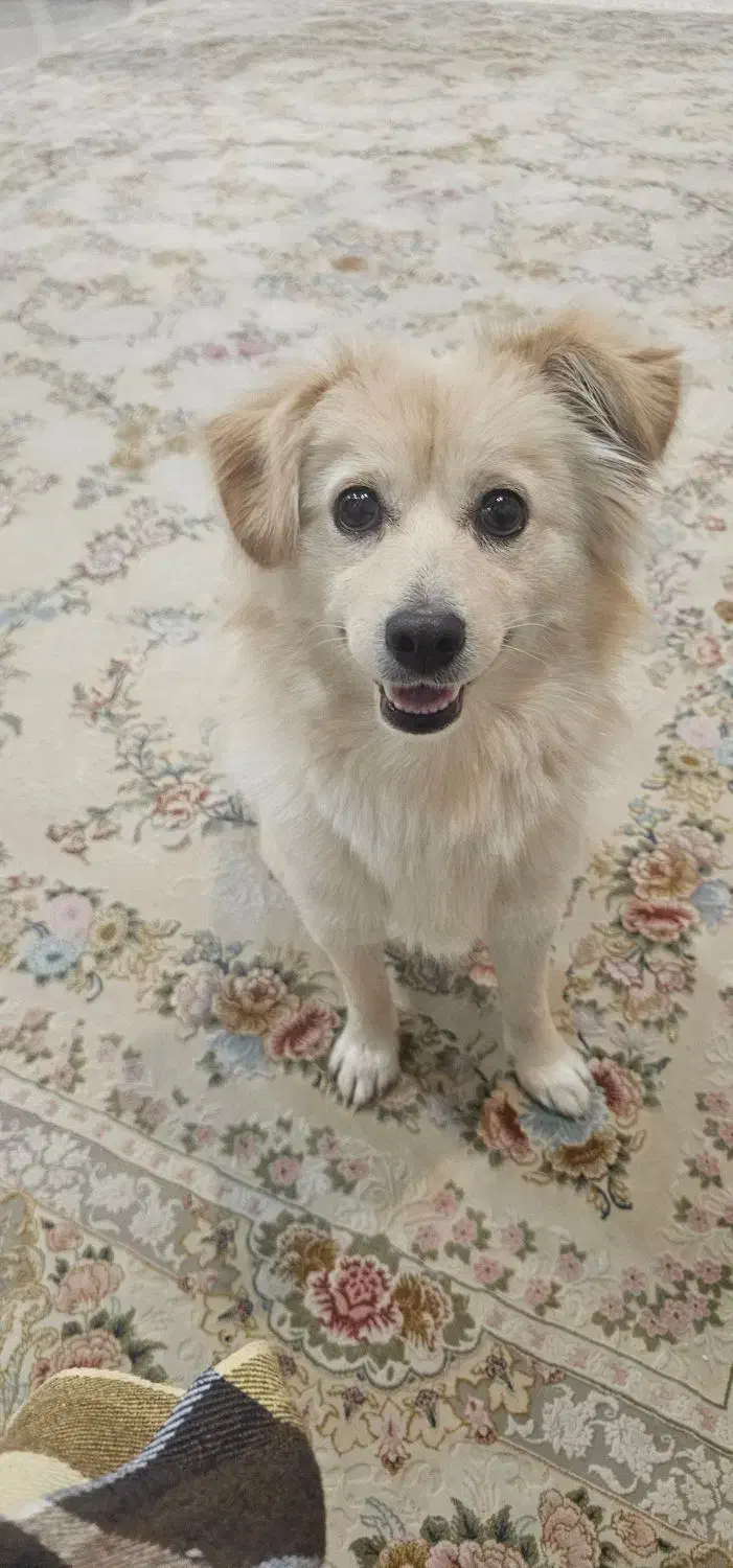 سگ اشپیتز|سگ|کرج, باغستان|دیوار