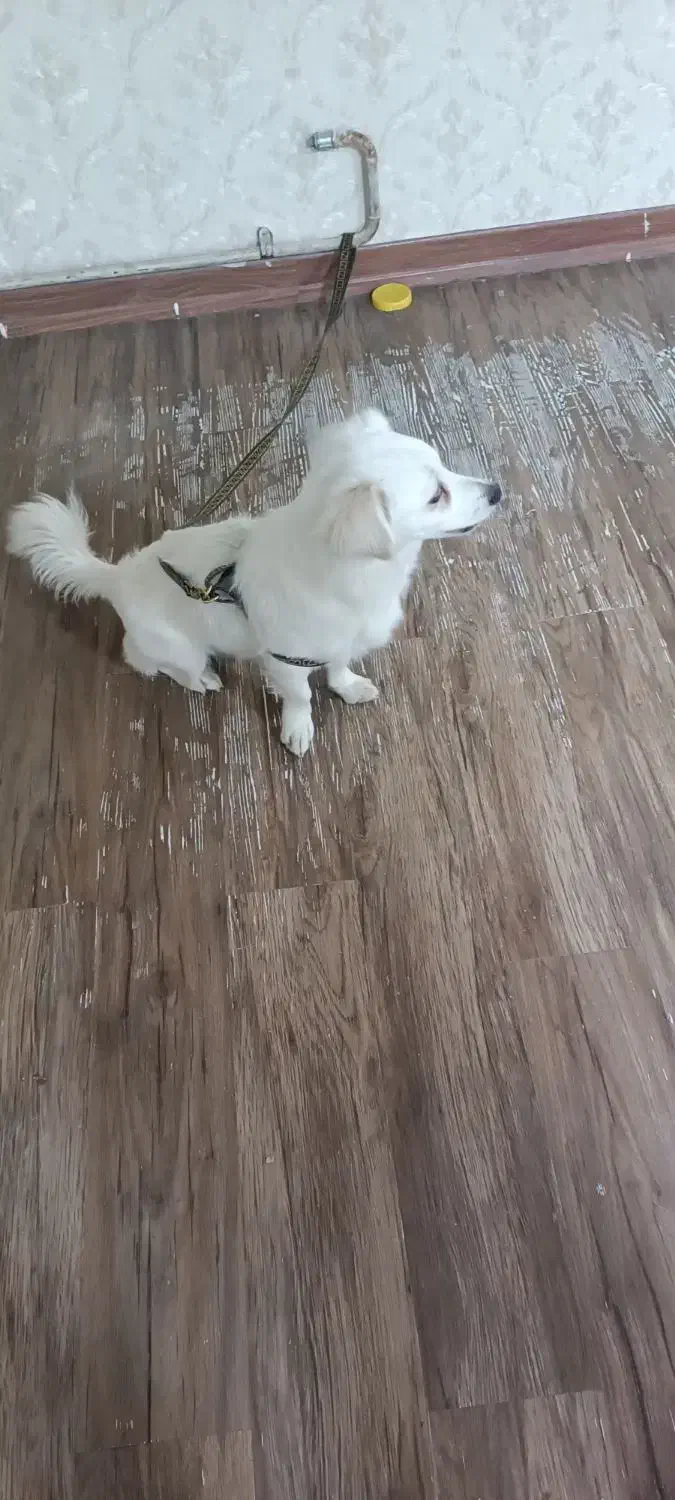 سگ پاکوتاه|سگ|خرم‌آباد, |دیوار