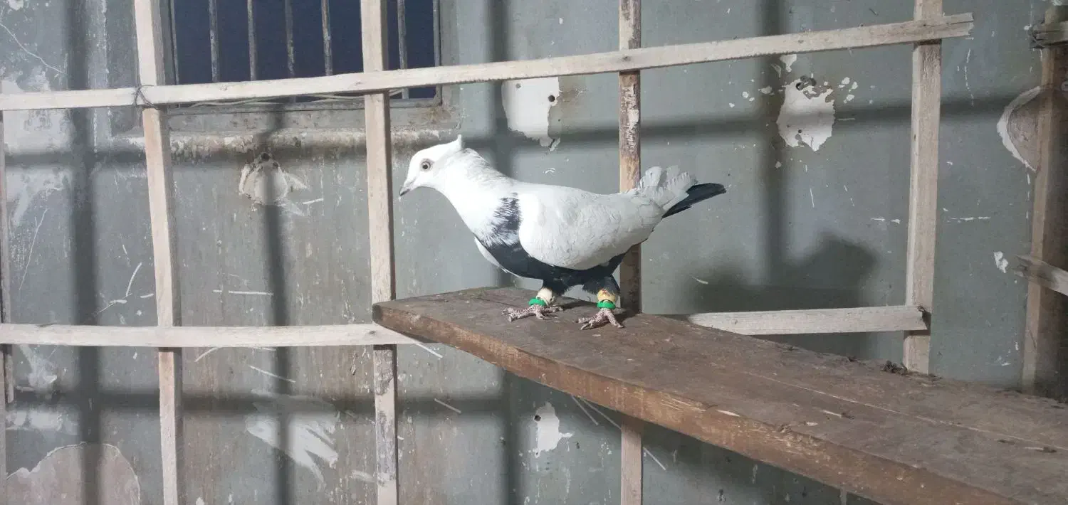 کبوتر پرشی|پرنده|فردیس, فردیس|دیوار