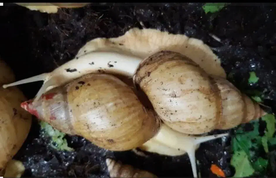 حلزون البینو|خزنده|کرج, بنیاد|دیوار