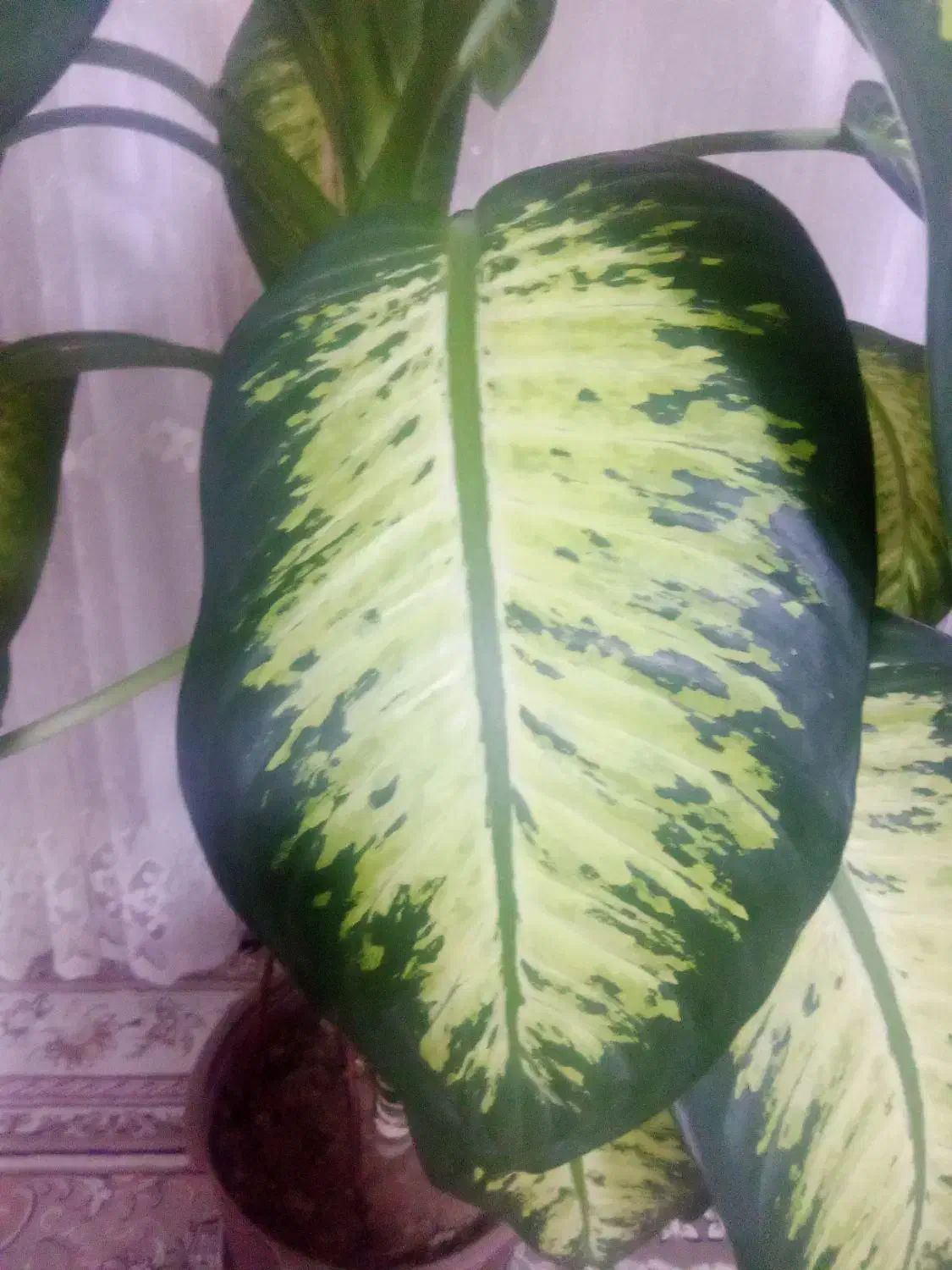 گل دیفن|گل و گیاه طبیعی|خرمآباد, |دیوار