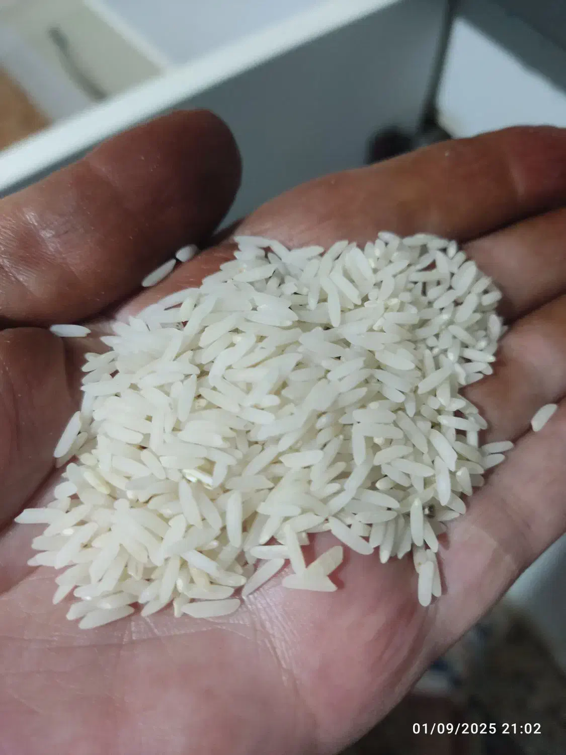 برنج طارم هاشمی امساله|خوردنی و آشامیدنی|قائمشهر, |دیوار