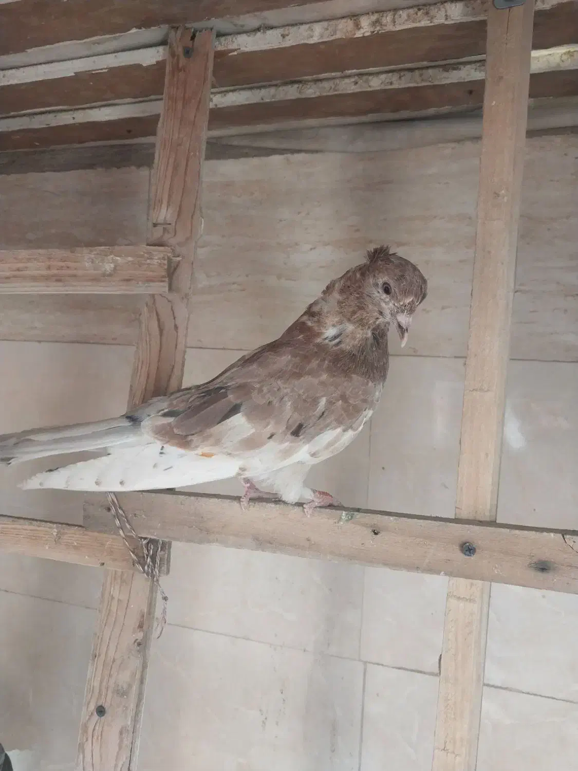 کفتر|پرنده|رباط‌کریم, الارد|دیوار