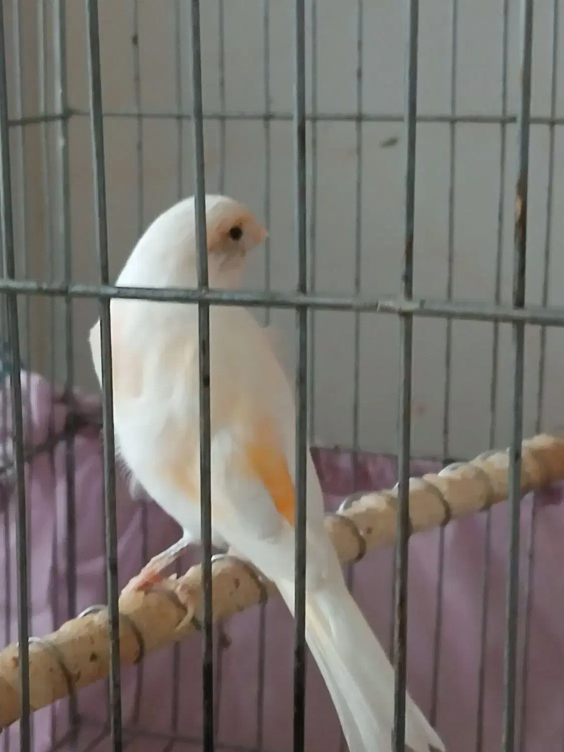 قناری وعروس هلندی ماده|پرنده|ابریشم, |دیوار