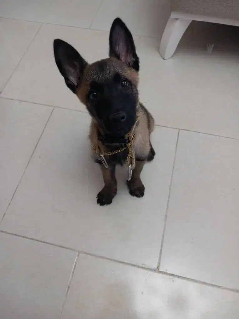 فروش یک قلاده سگ|سگ|کرج, گوهردشت|دیوار