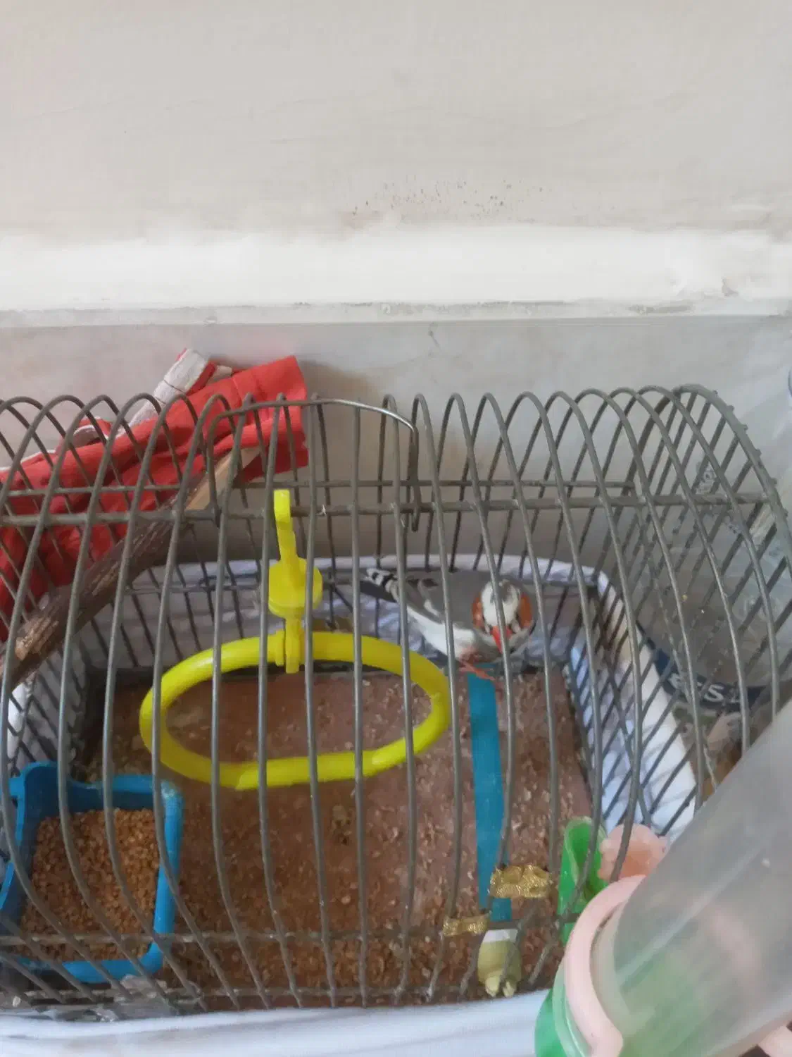 فنج نر|پرنده|تهران, بهداشت|دیوار