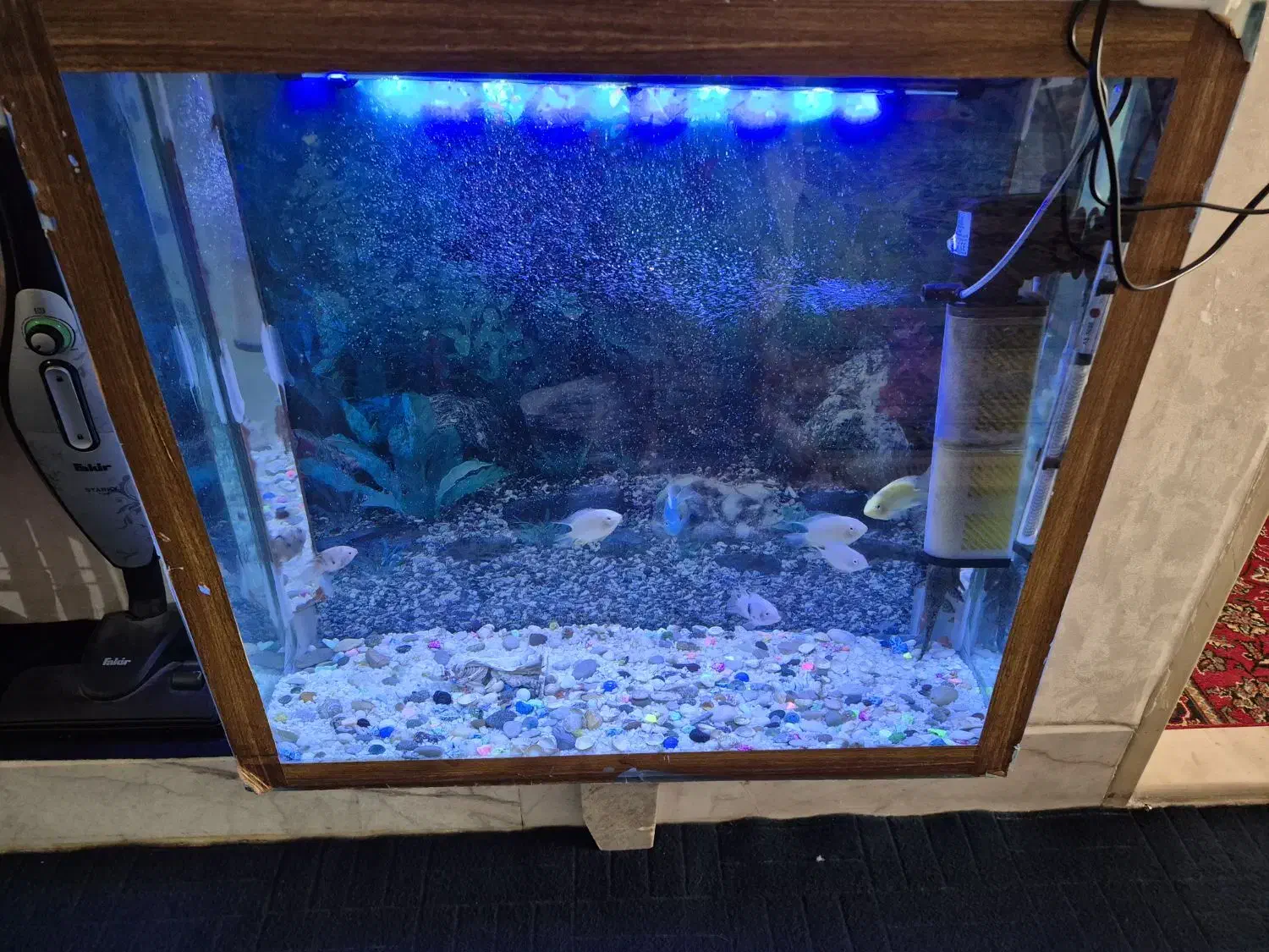 اکواریوم|ماهی|اصفهان, ارغوانیه|دیوار