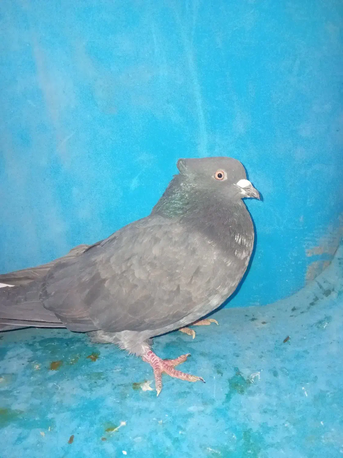 پرنده|پرنده|خرمدره, |دیوار