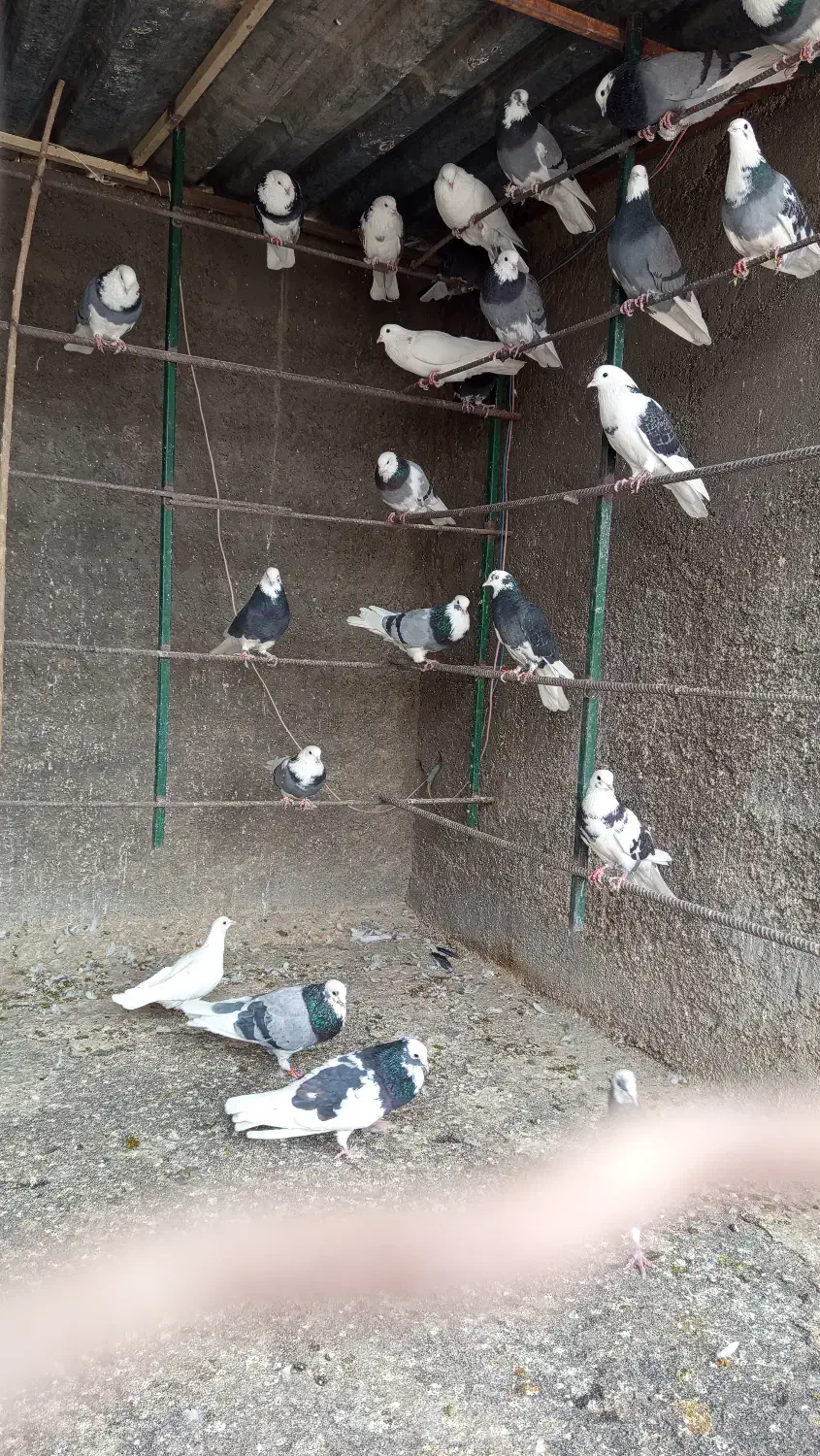 کفتر ساعت سنگین|پرنده|پرند, فاز ۶|دیوار